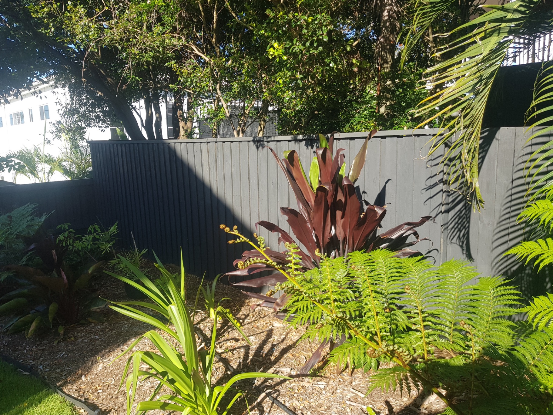 Charcoal painted timber feature fence wrapping a tropical garden corner.